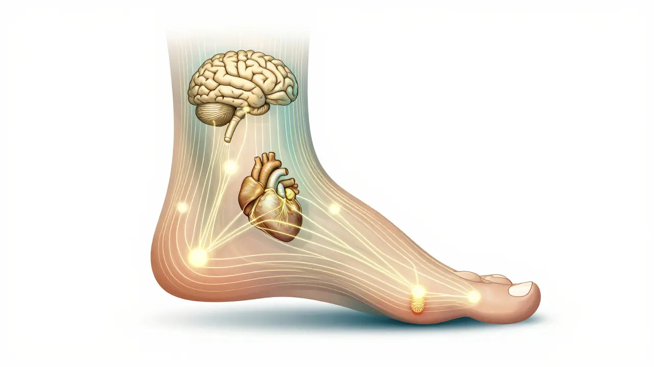 Ayak tabanındaki refleks noktaları organlara ışıklı hatlarla bağlanmış.